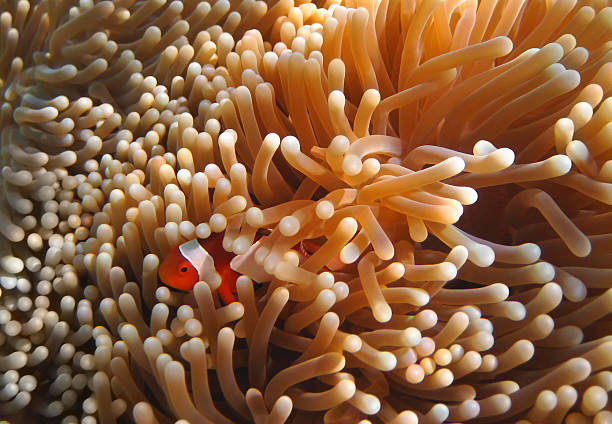 Snorkeling in Southeast Asia