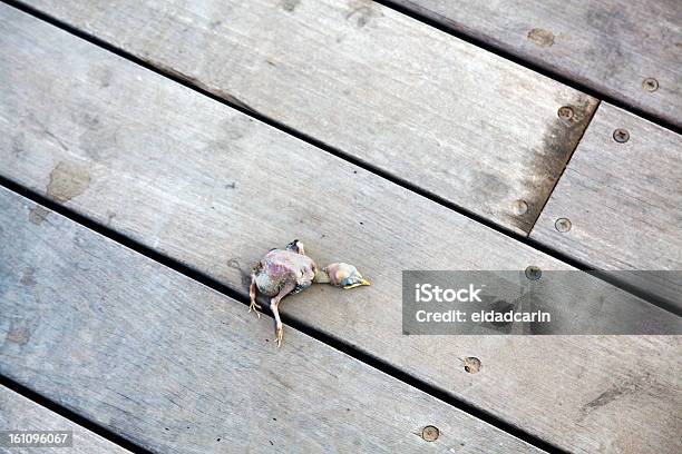 Martwe Chick - zdjęcia stockowe i więcej obrazów Ciało zwierzęcia - Ciało zwierzęcia, Depresja - Smutek, Drewniany taras