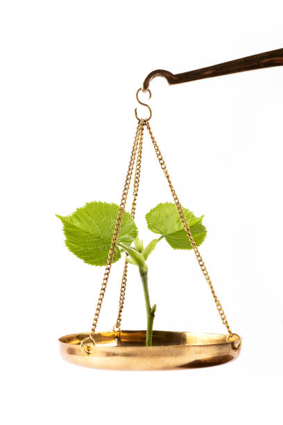 A young sprout with leaves on the scales