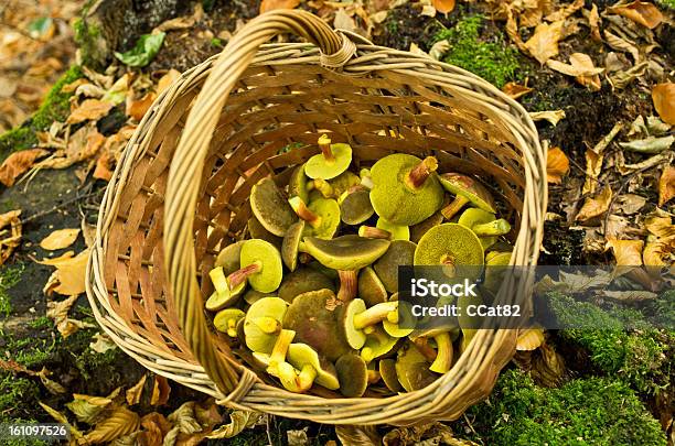 バスケットフルのキノコ - Boletus Spのストックフォトや画像を多数ご用意 - Boletus Sp, オーガニック, キノコ狩り