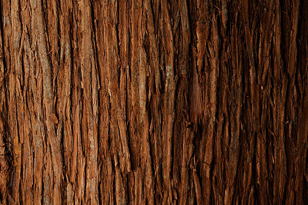 나무껍질로 백향목 애니메이션 배경 - woods 뉴스 사진 이미지