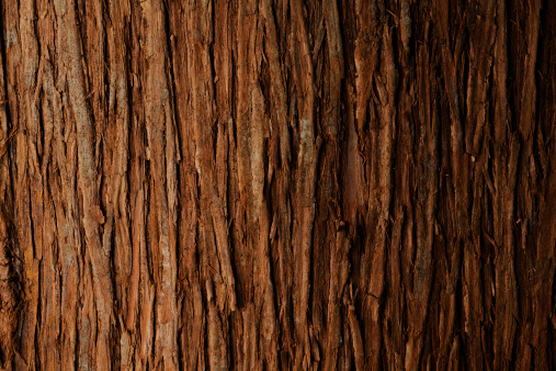 Close up of bark of cedar tree texture background.