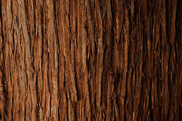 Photo of Bark of cedar tree texture background