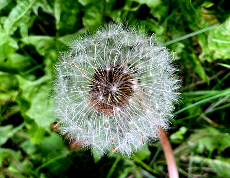 A close up of a dandelion clock