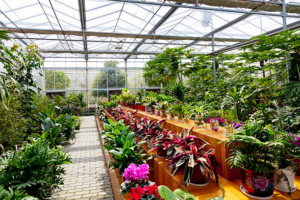 Free Stock Photo of Inside view of a greenhouse with various potted ...