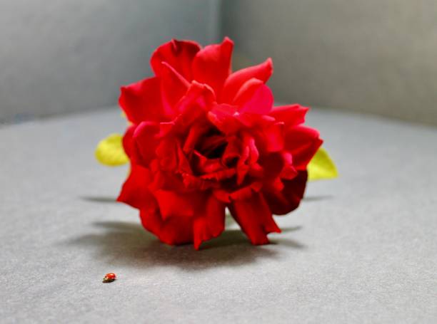 istock superior red roses outclass other flowers 1610999345