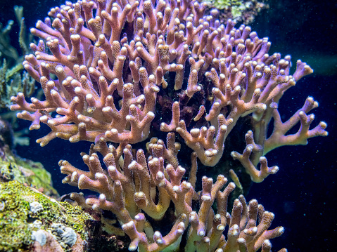 Pink coral with detailed structures growing in an aquarium. In front of the camera. Movement of water causes slight motion blur on some parts.