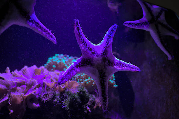 istock Purple spiny starfish in the water. 1611032613