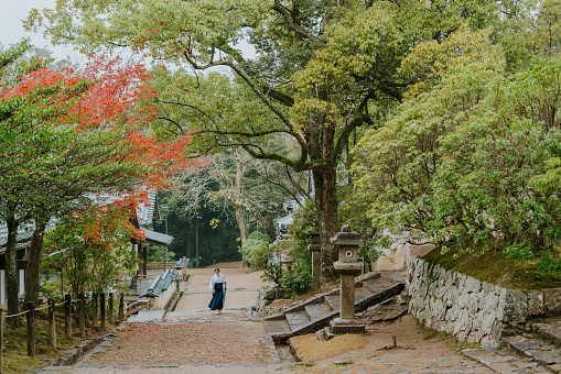 Nara, Japan - November 29, 2022 : Nara Deer Park autumn temple street