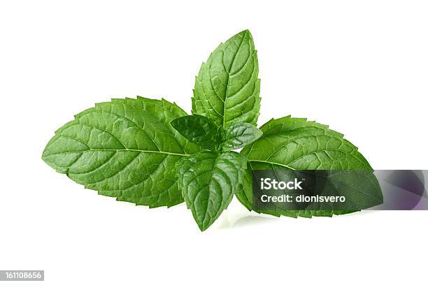 Menta Fresca Foto de stock y más banco de imágenes de Asistencia sanitaria y medicina - Asistencia sanitaria y medicina, Blanco - Color, Comida sana