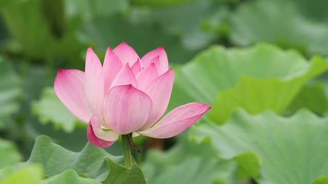 Blossoming lotus sway with the wind