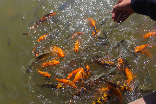 Goldfish and koi fish being fed in the garden pond in the afternoon.