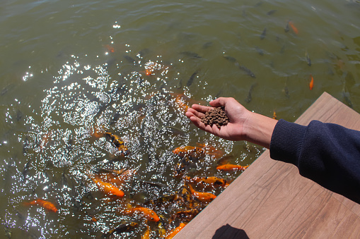 Goldfish and koi fish being fed in the garden pond in the afternoon.
