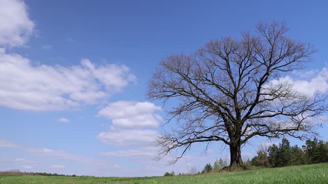 old oak in early spring without green foliage