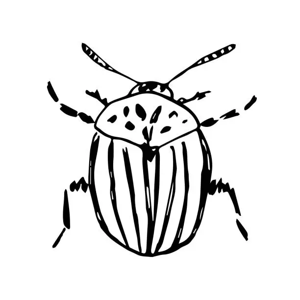 Vector illustration of Colorado beetle, potato pest. Insect parasite. Simple black outline vector drawing. Sketch in ink.