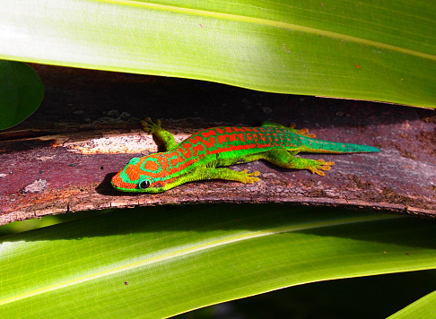 Green Gecko with red speckles in natural environment