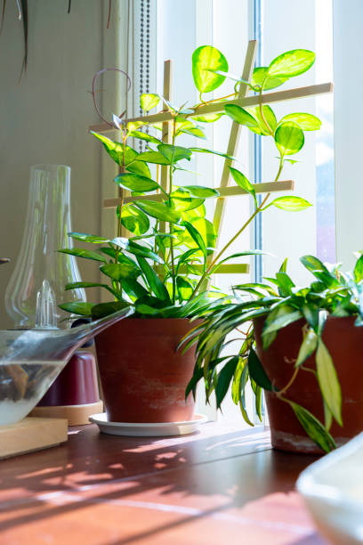 istock Hoya House plants on the table 1611123360
