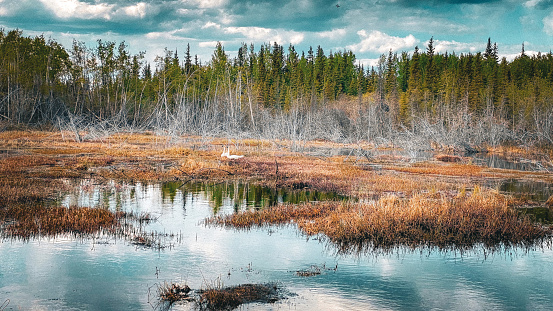 Two swans nest within a naturally beautiful setting. These swans have chosen an Interior Alaska lake to nest.