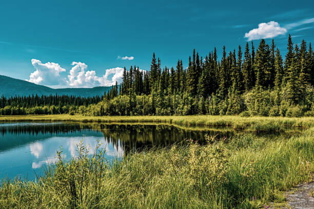A sight captured while on a drive in Interior Alaska.    Alaska is a land with many scenic opportunities. On this day, in Summer, the lake was a sight worth stopping for.