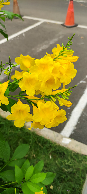 called Tecoma stans, Kunth, Tecomaria, Yellow Flowering Ornamental Plants that are diligent in Flowering and Efficacious as Worm medicine