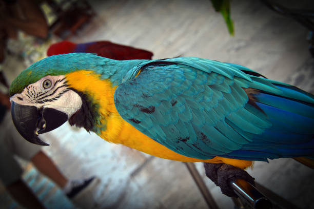 The blue-and-yellow macaw (Ara ararauna), also known as the blue-and-gold macaw, is a large South American parrot with a mostly blue dorsum, light yellow/orange venter, and gradient hues of green on top of its head. It is a member of the large group of neotropical parrots known as macaws.