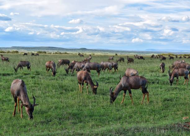 wildebeest migration - masai mara national reserve masai mara topi antelope imagens e fotografias de stock