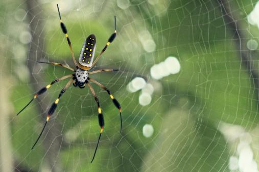 Banana Spider resting in the center of its perfect, 5 feet wide web. Shallow depth of field with beautiful bokeh effect. Subtle grain texture added.