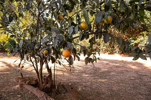 Rangpur Fruit Tree of the genus Citrus