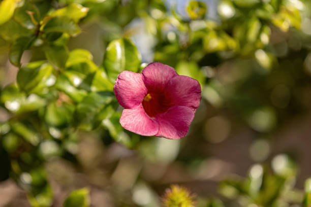 istock Allamanda Flowering Plant 1611226993