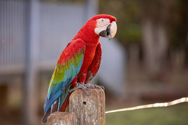 istock Adult Red and green Macaw 1611227001
