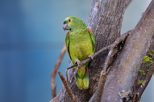 Adult Turquoise fronted Parrot of the species Amazona aestiva