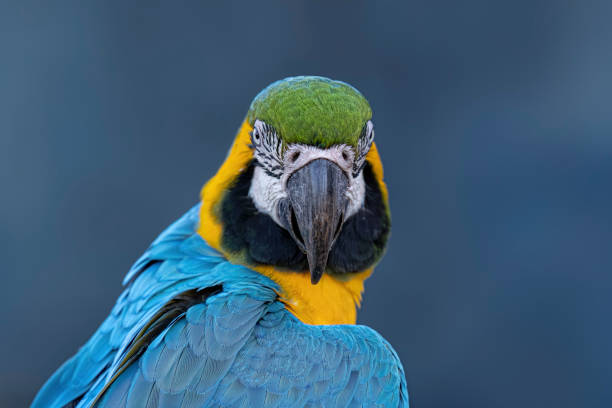 istock Adult Blue-and-yellow Macaw 1611229160