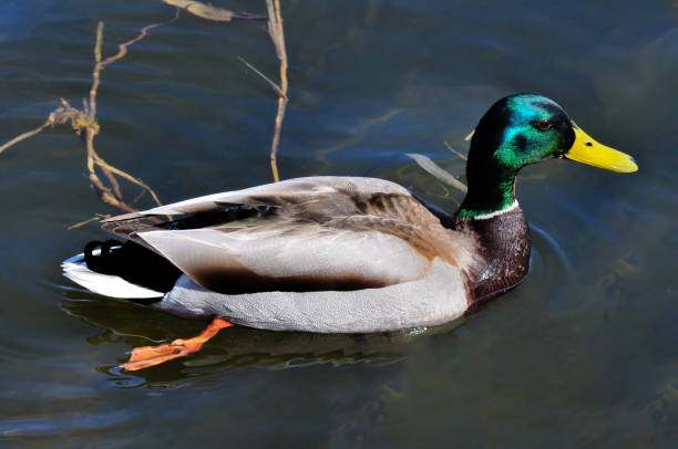 istock Male wild duck with colored feathers floats on water, close-up 1611231295