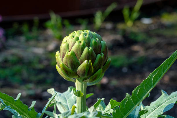 istock Globe artichoke plant (cynara cardunculus var. scolymus) in garden 1611237041