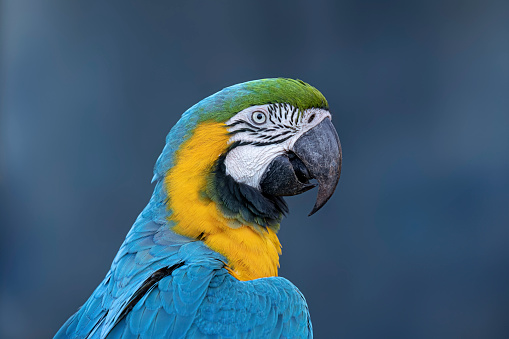 Adult Blue-and-yellow Macaw of the species Ara ararauna