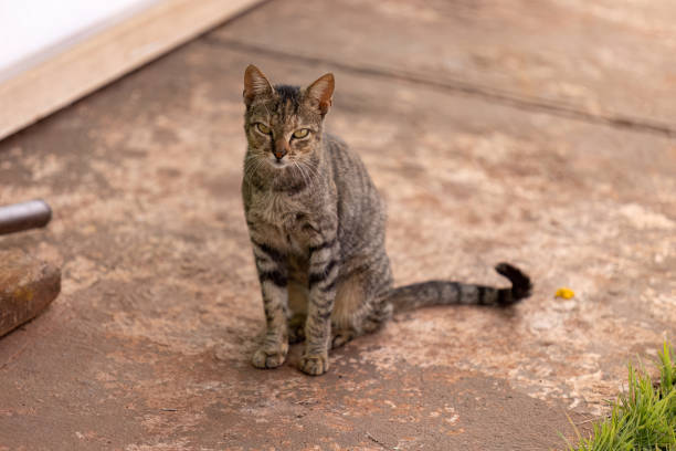 close up of abandoned cat mammal feline animal