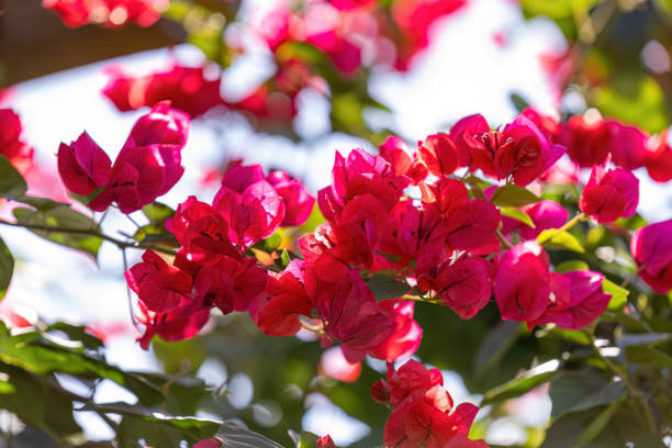 istock ornamental plant flowers 1611249729