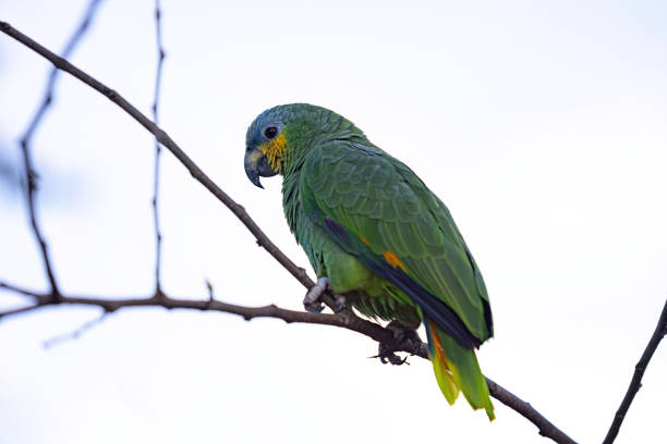 istock Adult Orange-winged Parrot 1611251361