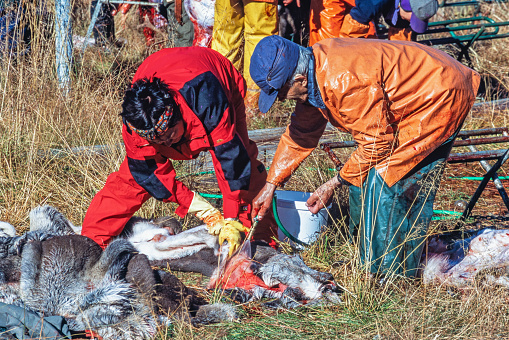 Lapland, Sweden - September, 2020: Sami people cleaning reindeer skins after slaughtering