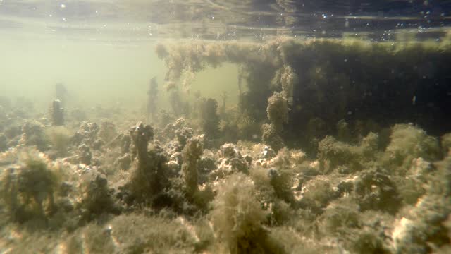 Natural Real Mossy Swamp Underwater