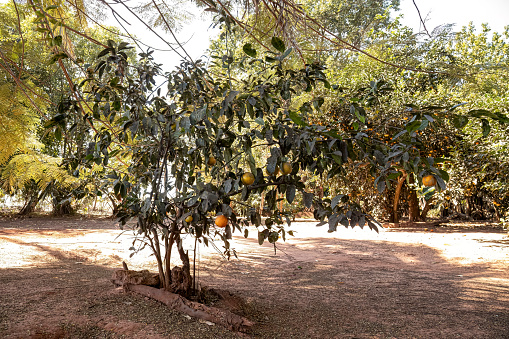 Rangpur Fruit Tree of the genus Citrus