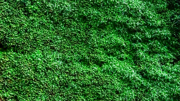 istock Moss on before rock in the tropical forest 1611277030