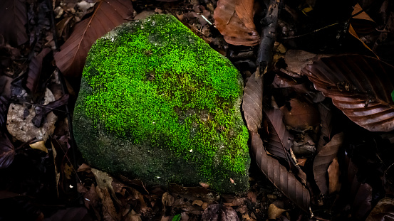 Moss on before rock in a tropical forest