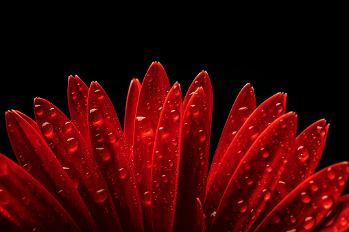 Close-up of a Gerbera flower with water drops. Black background with space for copy.