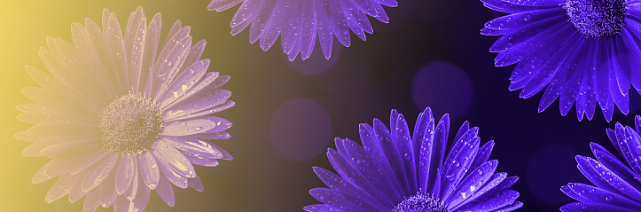 Close-up of beautiful purple Gerbera flowers on a dark background with beautiful bokeh. Toned image.