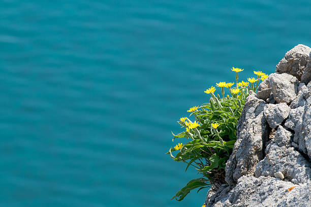 Fiori sulla scogliera - foto stock