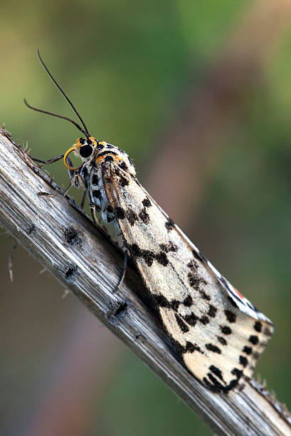 istock Close up of Moth on a branch 161129302