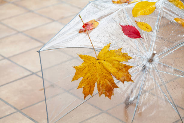 yellow umbrella and accessories on autumn leaves