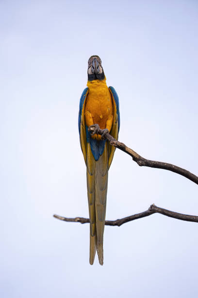 istock Adult Blue-and-yellow Macaw 1611296526