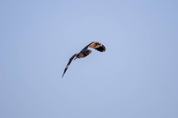 istock Animal Nacunda Nighthawk in fly 1611298647